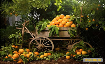 ORANGE TREE - PRINTED BACKDROP