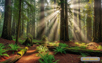 FOREST PATH - PRINTED BACKDROP